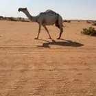 للبيع خفوت وضحا كفووو عليها وسم ابن غصين كحلانيه