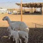 حريه متاومه