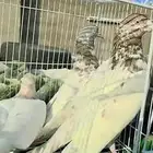 حمام لاكاء