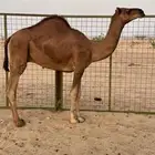 قعود ساحلي مشروع فحل