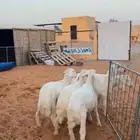 هرافا حريات كلش خروف عدد 5 اللي مو مغلق حد الغلاق نظيفه شرط