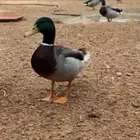 ذكور بط خضيري بري