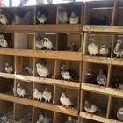 شماميع منتجين من 25 جوز الى 30 جوز