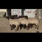 جذعات صنف الصنف .