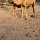خلفات لبيع طيبه جدا