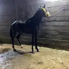 مهر شعبي سبوقق