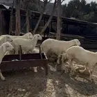 طليان بهم للبيع شمال النماص