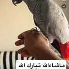 كاسكو هولندي