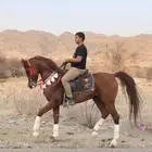 خيل شعبي كفو وهادي للبيع
