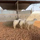 خرفان حريات