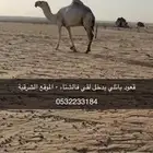 قعود باتلي كفو