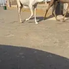 قعدان