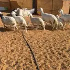 للبيع 3 تحتها 6