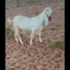 معزا ظرايب مطورات عنز شرط الظريع