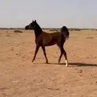 مهره شيخه ومع الابل