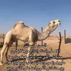 بعير فحل للبيع