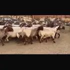 دفيع شرط العدد 50