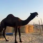 جذع لطام على ولد فزاع بن شري