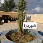 نخل