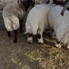 طليان فواخير نعيم