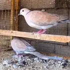 مطلوب حمام قمري