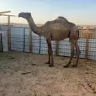 قعود اصفر دبياني