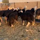 غنم نجد دفيع