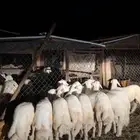 خرفان فاخره