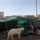 مشروع حري فاخر