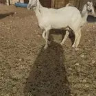 شاه ساكنيه