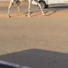 عشرا كفو رمانيه ثنو حدرها قعود على فاهيان الفصام