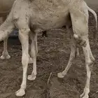 حوار على حليب امه
