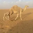 ناقة خلفه هدية