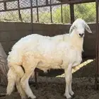 سلام عليكم نعرض لكم خروف صنف جذع عمره 8 شهور ونص ومشروط