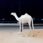 بكرة شقحى كفو