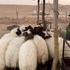 للبيع جذعات نعيم كفو جمله وتفريد