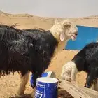 فحل نجدي