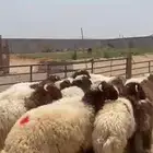 ذبايح نعيم بلدي هرافي