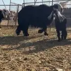 خروف نجدي غير مشروط