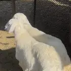 بهم حري كفو