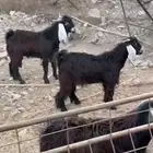 تيوس مخاصي للبيع عمر 10 شهور