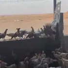 ديك بلدي
