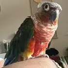 كنيور اليف وبصحة ممتازه