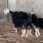 نجدية متاوم صنننف