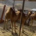 قعدان للبيع