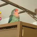 انثى طير روز