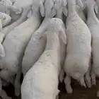 خرفان للبيع