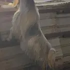 ماشاءالله تبارك الله تيس عارضي مشروط