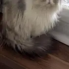 قط للبيع مع جميع اغرضه