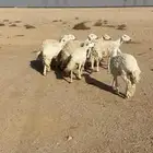 السلام عليكم غنم مواليد والباقي حصيب قريب